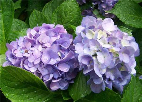 Points for Attention in Fertilization of Hydrangea macrophylla