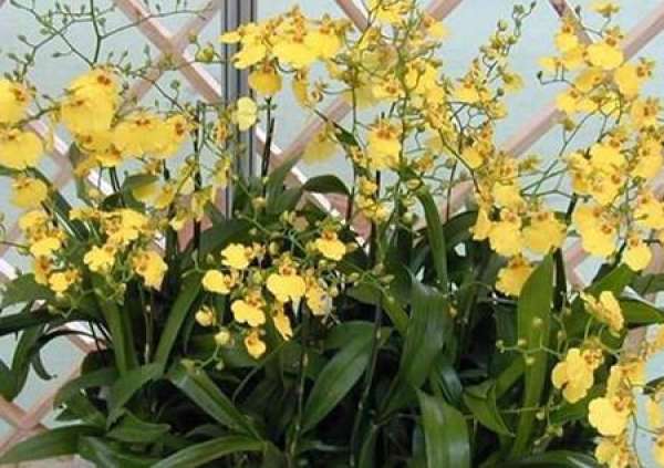 Oncidium florescence