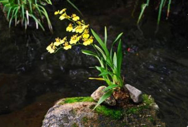 The Symbolic Meaning of the Orchid