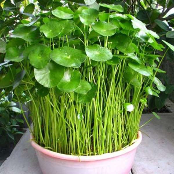 Herba Desmodii Trifolii