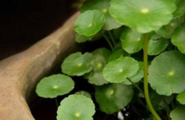 clover