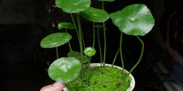 Herba Lysimachiae Christinae