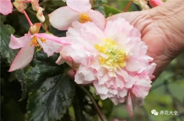 Begonia tuberhybrida
