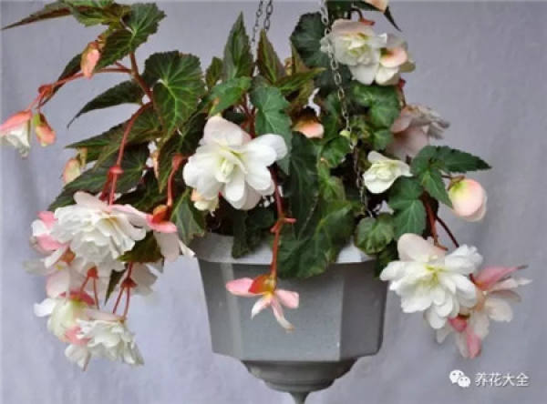 Begonia tuberhybrida