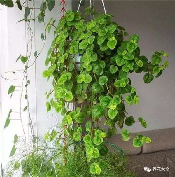 Begonia tuberhybrida