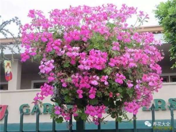 Begonia tuberhybrida