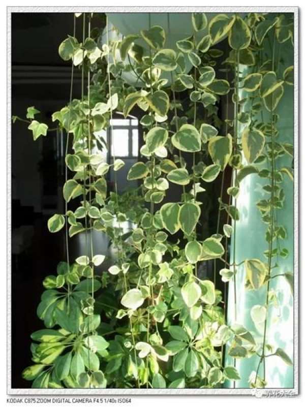 Begonia tuberhybrida