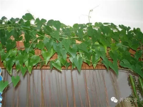 Begonia tuberhybrida