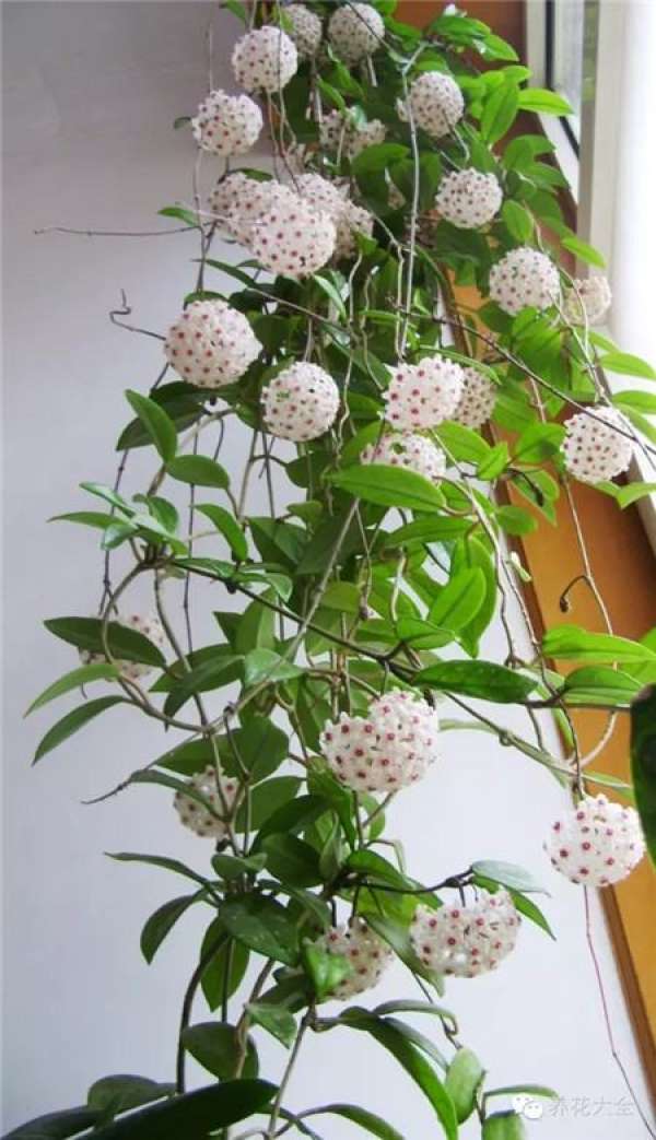 Hoya picture