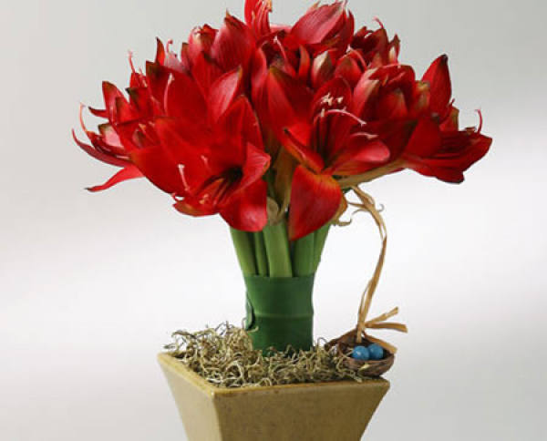 Amaryllis can bloom in the Spring Festival.