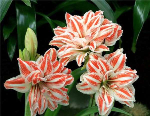 Flowering Method of Amaryllis in the Spring Festival