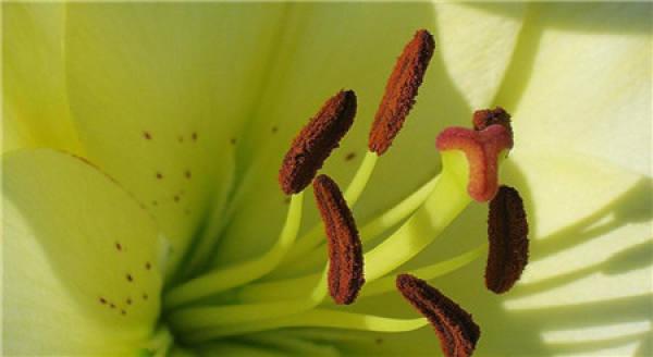 Why do lilies pick off their stamens?