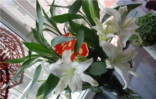 How to Remove the Stamen of Lily