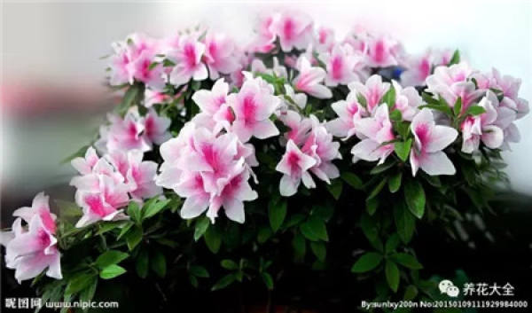 Rhododendron