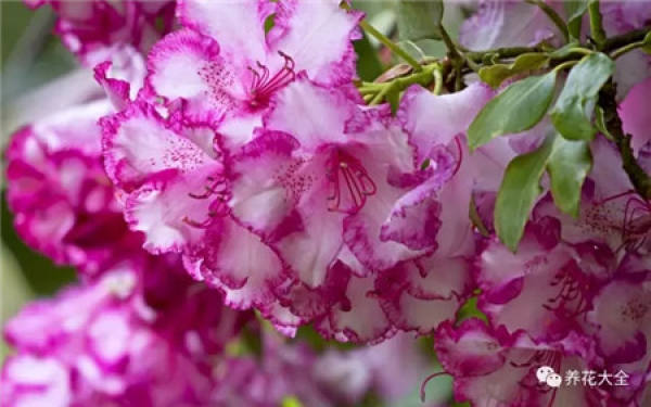 Rhododendron