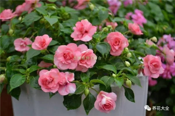 Rhododendron