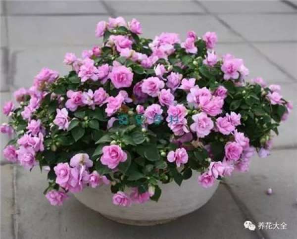 Rhododendron