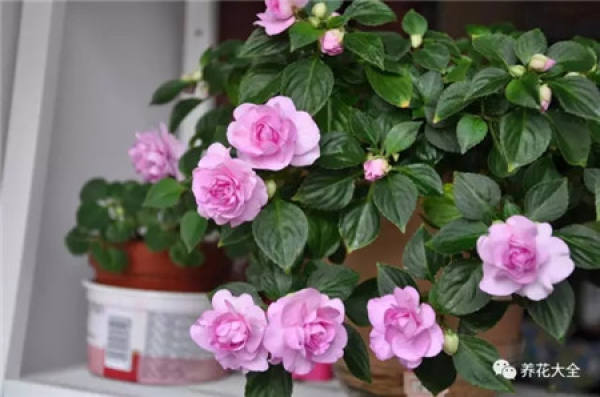 Rhododendron