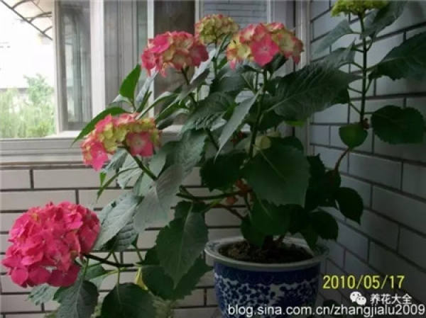 Rhododendron