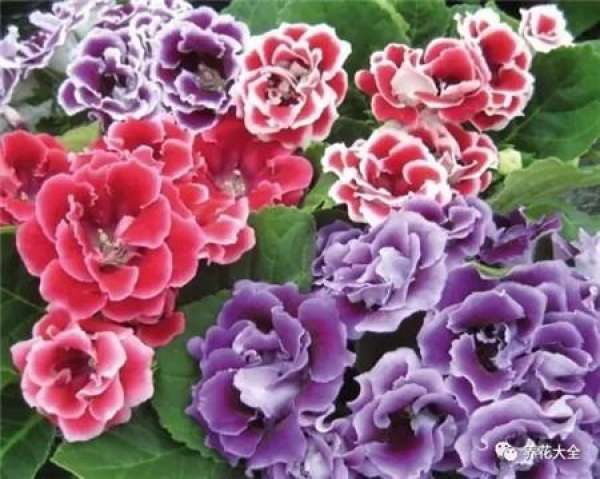 Rhododendron