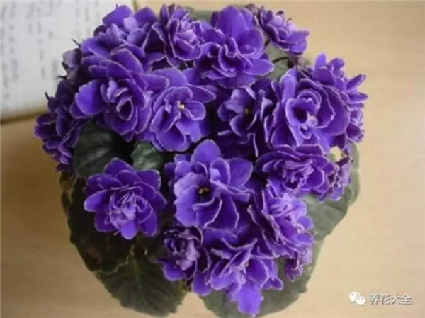 Rhododendron