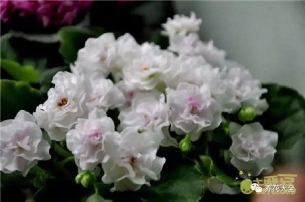 Rhododendron