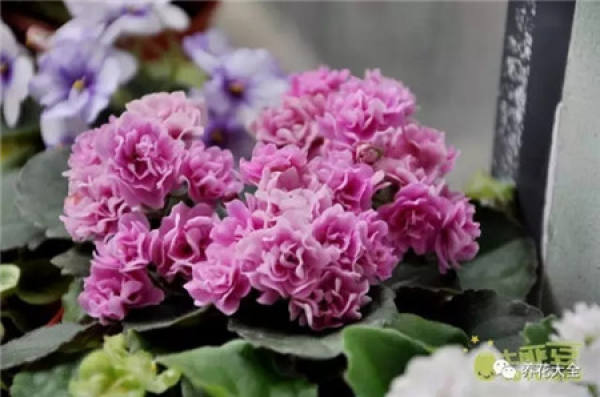 Rhododendron