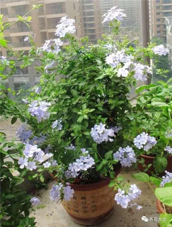 Blue Snowflake