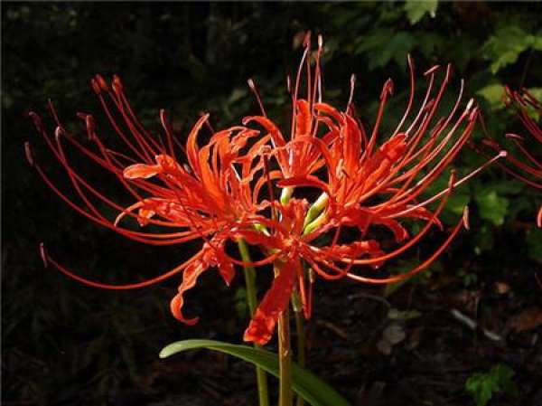 Lycoris radiata