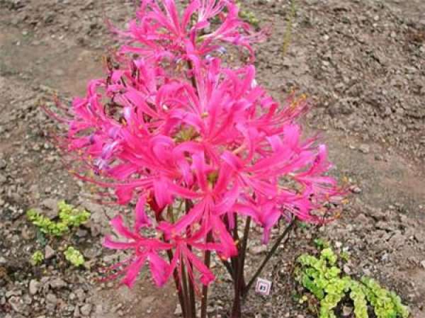 Lycoris radiata