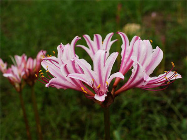 Lycoris radiata