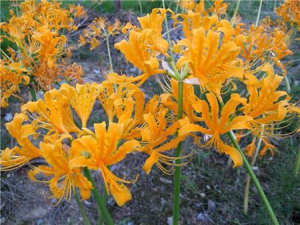 Lycoris radiata