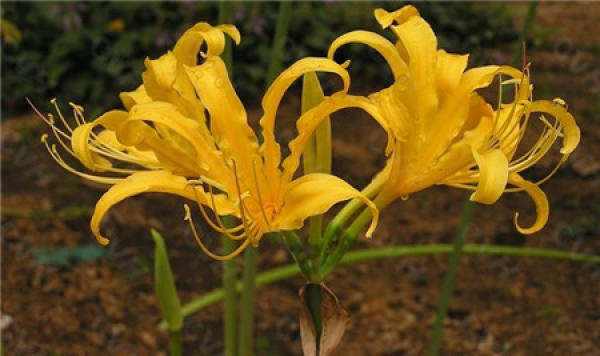 Lycoris radiata