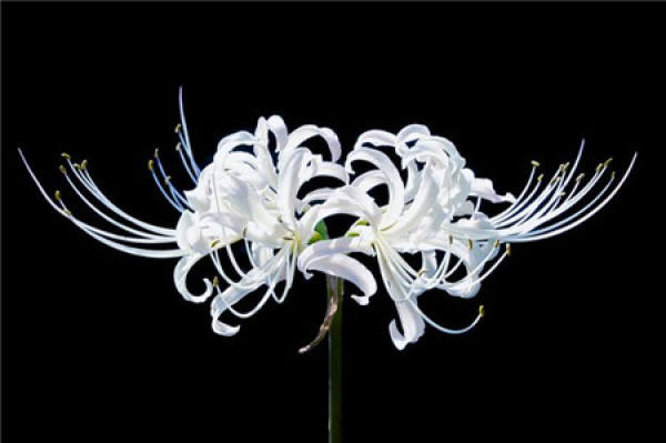 Lycoris radiata
