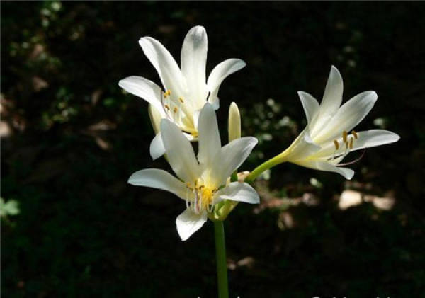Lycoris longituba