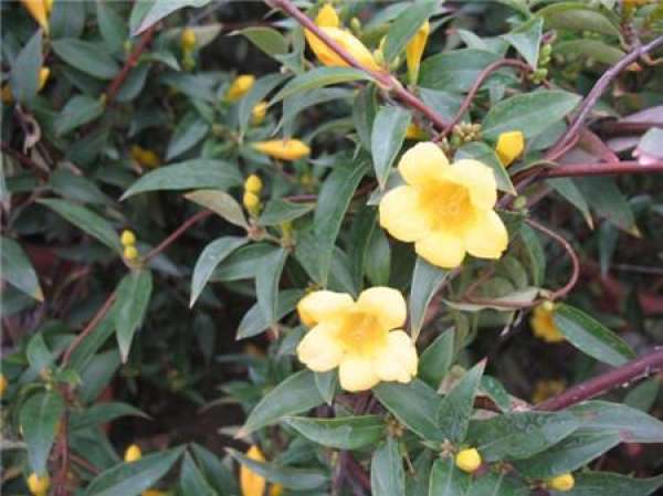 When does French perfume bloom? When does French perfume bloom?