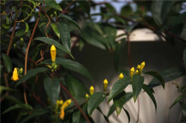 When does French perfume bloom? When does French perfume bloom?