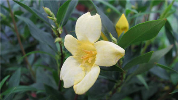 When does French perfume bloom? When does French perfume bloom?