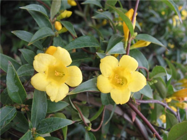 French perfumed flowers bloom French perfumed flowers bloom