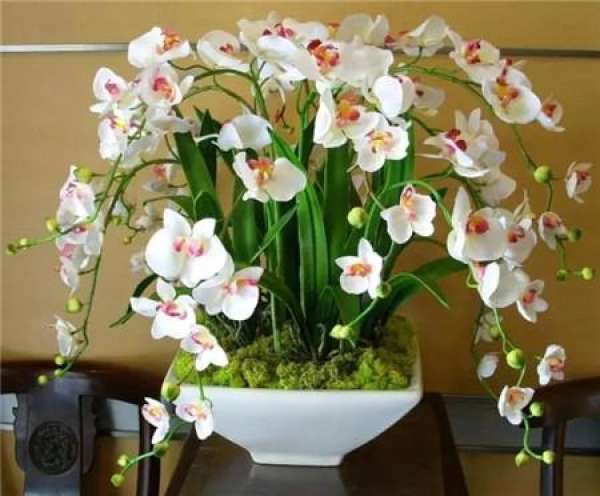 Phalaenopsis maintenance temperatures