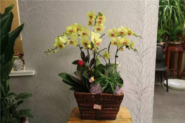Phalaenopsis maintenance temperatures