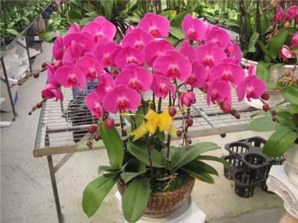 Phalaenopsis maintenance temperatures
