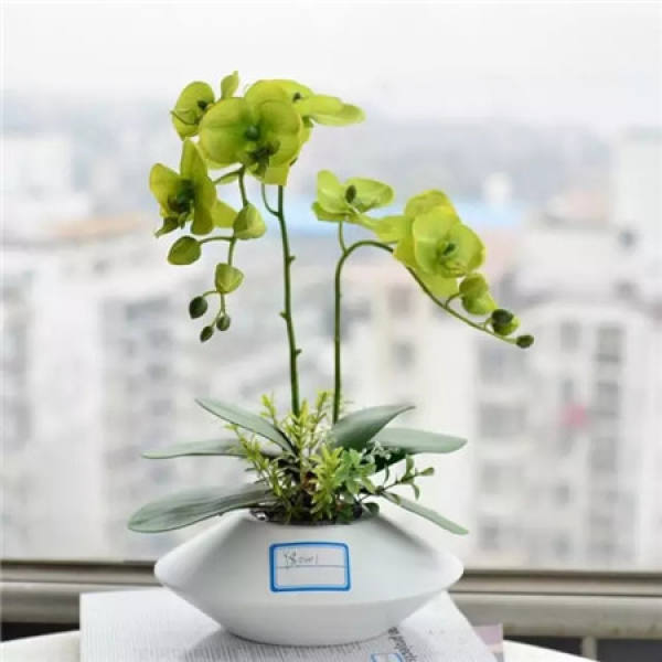 Phalaenopsis maintenance temperatures