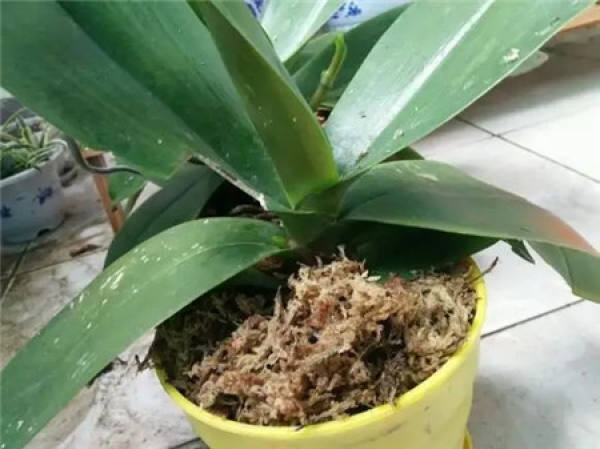Phalaenopsis maintenance temperatures