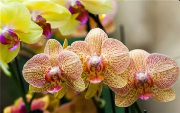 Phalaenopsis maintenance temperatures