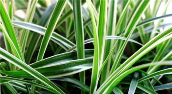 Chlorophytum comosum