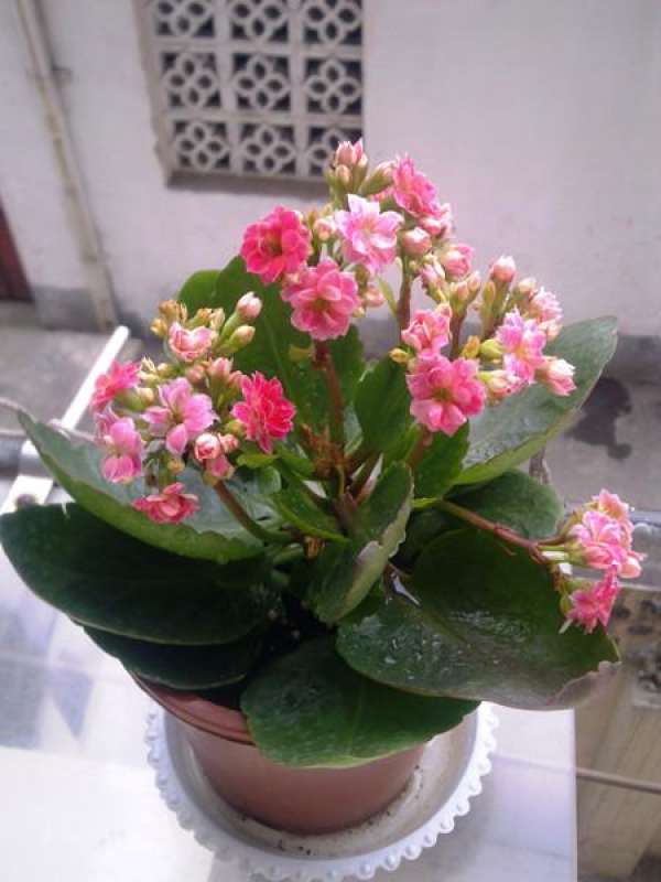 Jonquil Watering — Better Dry Than Wet