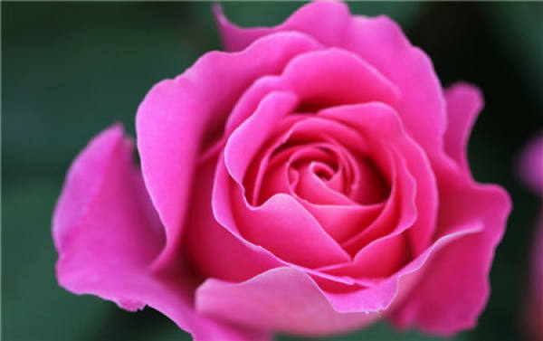 winter pruning of rose