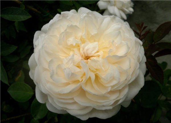 Chinese rose spend winter in southern China