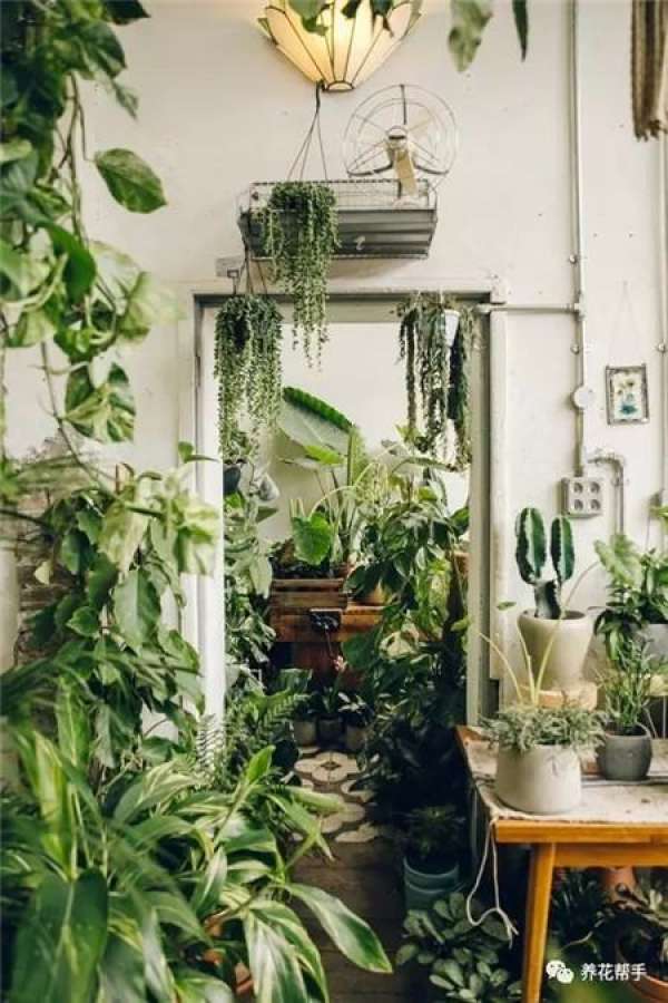 Flowers and plants